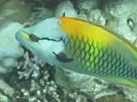 2009_03 red sea_273